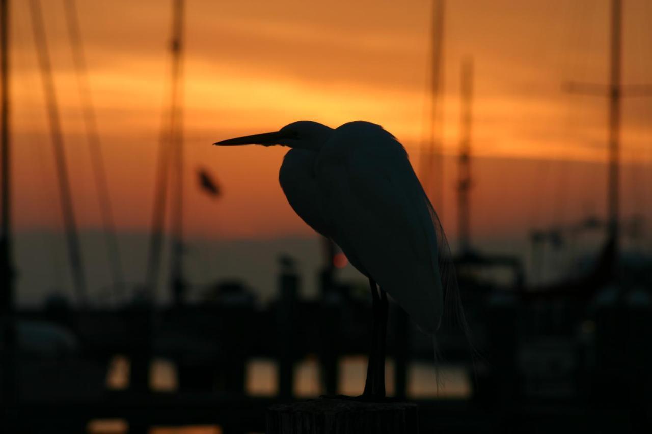 Whooping Crane Manor B & B 罗克波特 外观 照片
